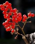 【专栏】江山红豆是一个传奇
