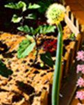 古风三首： 题园边葱 /原上草