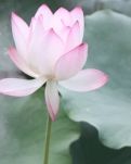 六月，那一朵莲