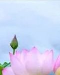 我爱七彩莲花