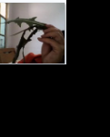 教你怎样识别菜的质量