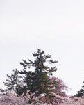 贺江苏省红楼梦学会第九届代表大会顺利召开