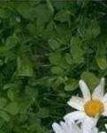 【专栏】雏菊般的爱恋