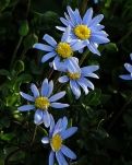【专栏】小野花没有泪水