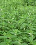芝麻杆上开白花