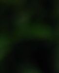 【专栏】秋声之外