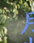 月光•树林•追忆