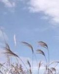 【专栏】推开柴扉