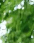 那时花开花又落