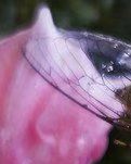 【专栏】伏天随想