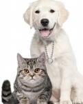 成功的狗和失败的猫