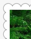 美丽的“挂天飞瀑”