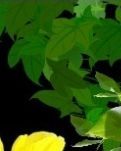 【专栏】火花集（组诗）