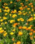 故乡的菜园满芬芳