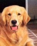 狗狗吉祥