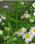 【专栏】野花（外一首）
