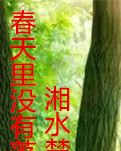 春天里没有落英