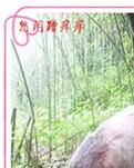 【小说征文】奇遇黑白大花熊