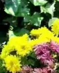 那不曾飘散的菊花香