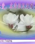 【专栏】让爱，在清韵里淡暖生香