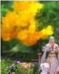 【专栏】闯江湖的九种草