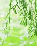 【楚风汉韵 】 仙子抚琴（古韵）