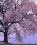 【专栏】写给冬天的你（诗歌）