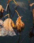 【专栏】残荷（诗歌）