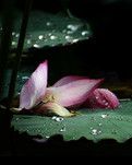 咏荷花【古韵】