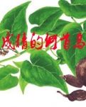 成精的何首乌（小说）