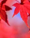 【小说征文】枫叶红了