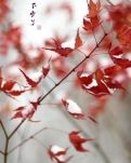 【星月恋】走在冬天的阳光里（散文）