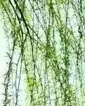 【楚汉】七绝三首（古韵）