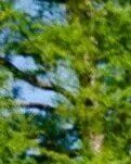 【荷塘“有奖金”征文】我只想回到驯鹿身边（组诗）
