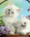 【丹枫】动物世界之时尚王（散文）
