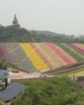 【流年·忆江南】花田锦绣（征文·散文）