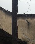 西门之武斗