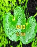 【莲韵】依  旧（外两首 ）