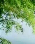 【菊韵】回忆（组诗）