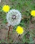 【丹枫】苦菜花（诗歌）