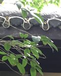 【实力派写手选拔赛】书声余韵 （组诗）