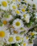 【丹枫】嵌在野菊花上的芬芳、朵儿的美丽（散文）