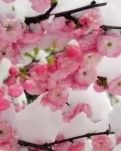 【丹枫】你不来，我的歌声不会这样甜美（组诗）