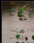 【丹枫】蔓草残阳里，守候曾经的最美（散文诗）