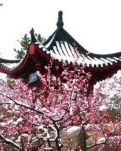 【楚汉】七绝-咏物抒情一首（古韵外词四首）