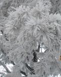 【桃源】雪山之上看风景（散文）