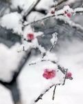 【荷塘“有奖金”征文】梅儿，为什么你要做雪中的花？（诗歌）