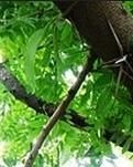 【荷塘‘有奖金’征文】家乡的皂角树（散文）