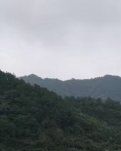 【丹枫】我要打一钵好擂茶（诗歌）