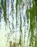 【山水】冬日杂吟（古韵）